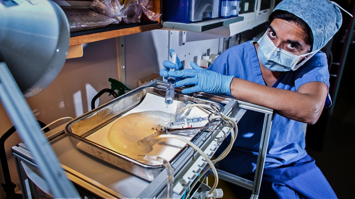Transplantace zvířecích orgánů: Čeká nás revoluce ve zdravotnictví?
