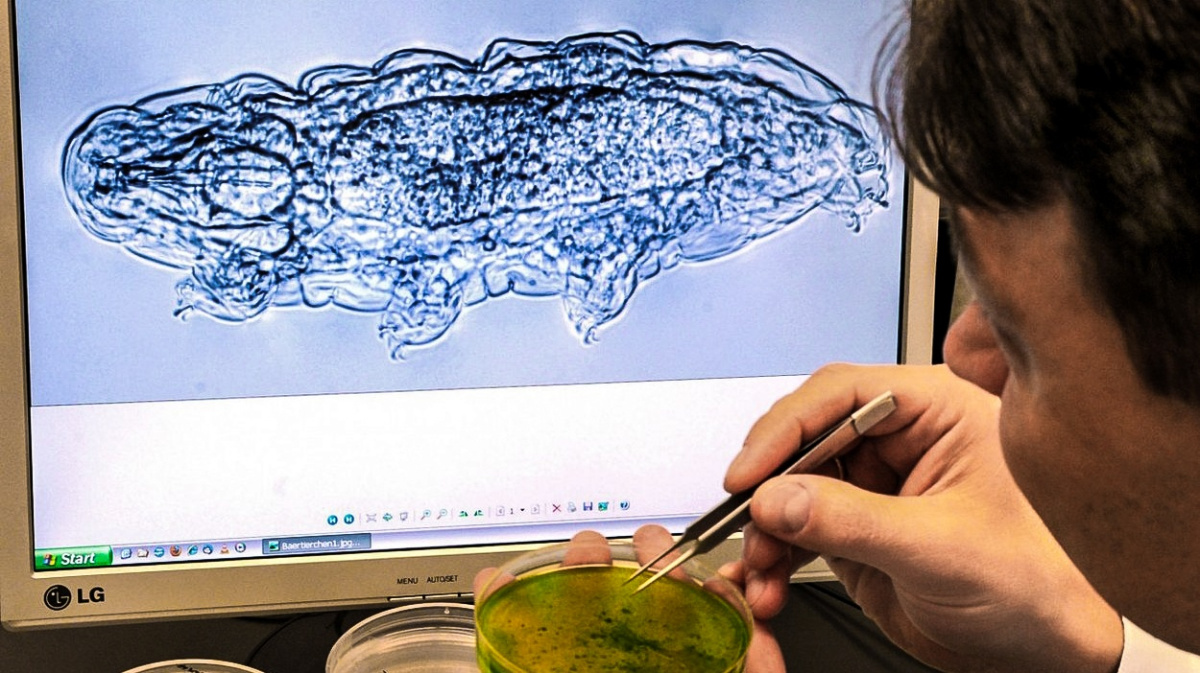 'Nesmrtelná mechová prasátka'. Želvušky přežily desítky let v mrazáku