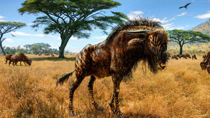 Seznamte se s rusingoryxem, vymřelým kopytníkem s kostěnou píšťalou