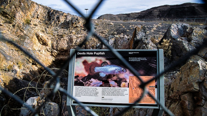 Ďábelský nájemník Údolí smrti: Jak přežívá v extrémních podmínkách?