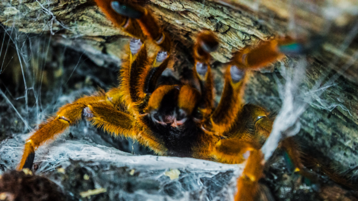 Proč vědci dávají nově objeveným druhům úchylná jména