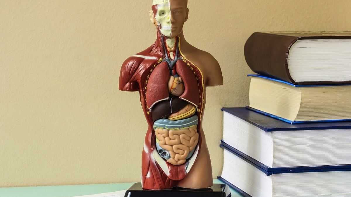 Co určuje (a)symetrii těla? Je to starobylá vlastnost společná všem živočichům