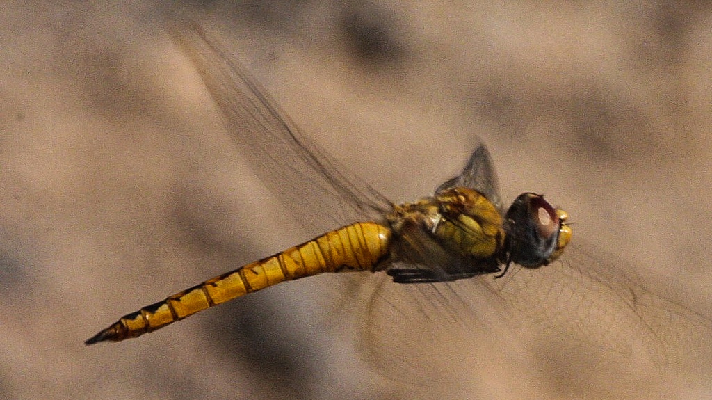 Jezdci na bouřích: Překvapiví rekordmani v hmyzí migraci