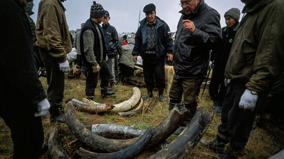 Pátrání po původu psů: Pomoct by s ním mohl nález se Sibiře