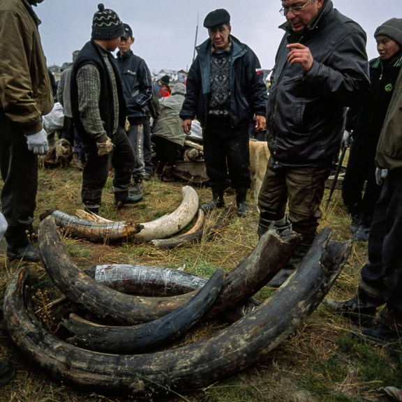 Pátrání po původu psů: Pomoct by s ním mohl nález se Sibiře
