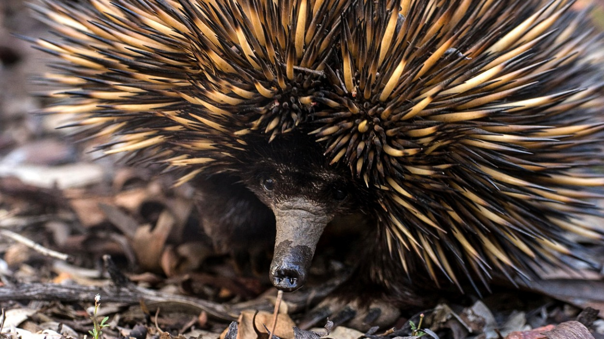 Teplokrevná, když se to hodí. Klíč k vítězství savců nad dinosaury má možná ježura