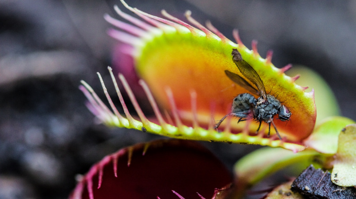 'Masochismus' v říši rostlin: Jaký je původ pastí masožravých mucholapek?