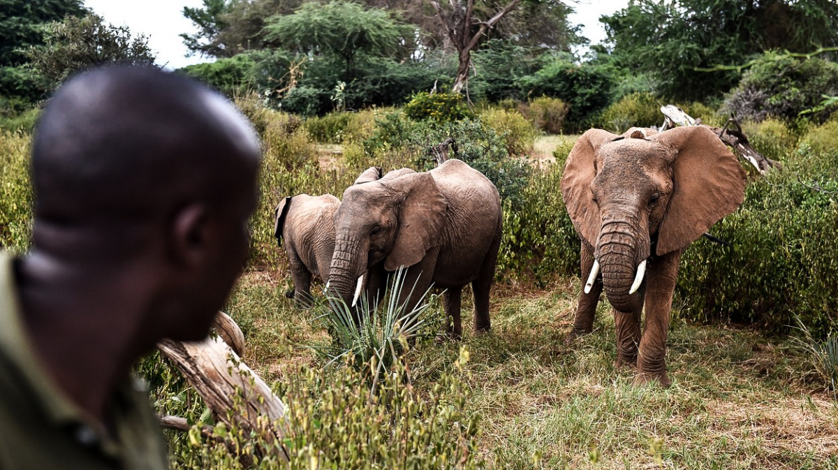Trus může zachránit život africkým slonům. Je základem pro rostoucí byznys