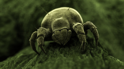 Prastarý roztoč používal hmyz jako taxík, ale neškodil mu