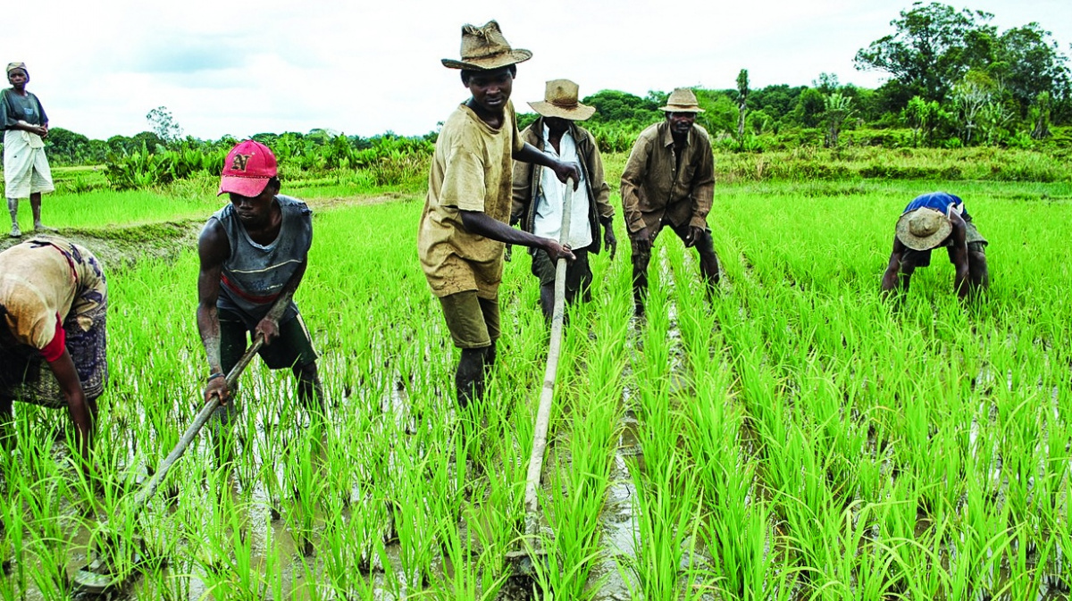 Neuvěřitelná cesta: 'Africký' Madagaskar kolonizovali z Asie, potvrzují zemědělské plodiny