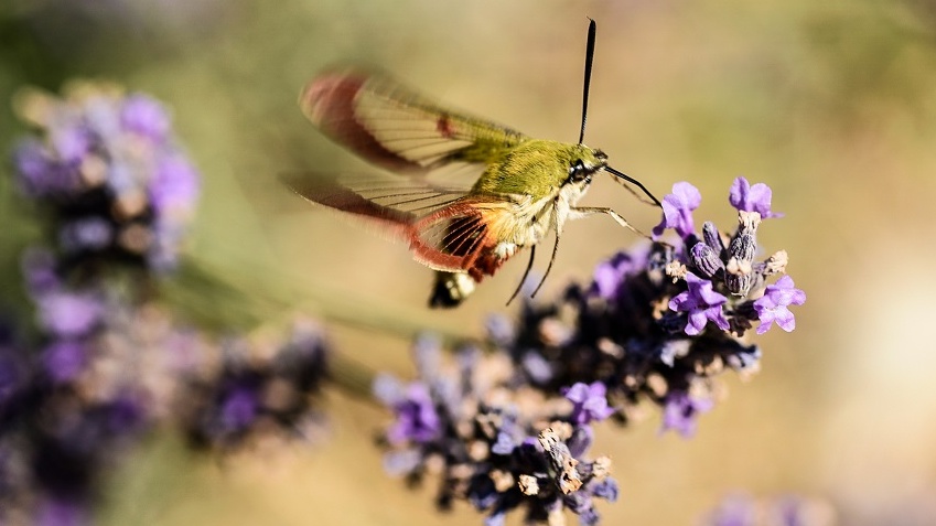 Jak pozná můra, do kterého květu pasuje její sosák?