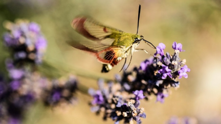 Jak pozná můra, do kterého květu pasuje její sosák?