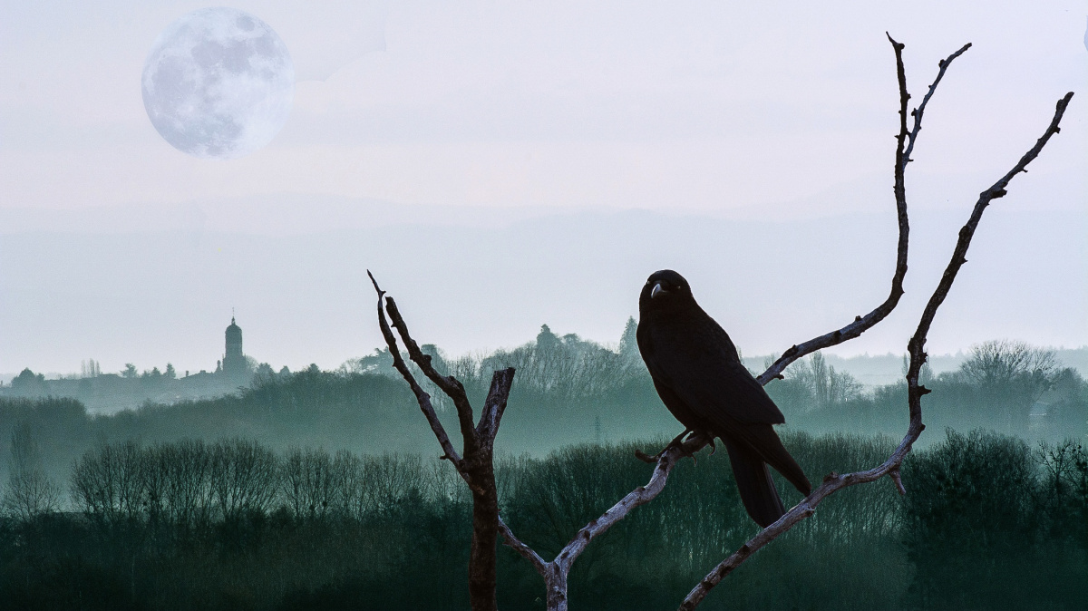 Velikost není všechno: 'Ptačí mozečky' jsou daleko efektivnější než mozky savců