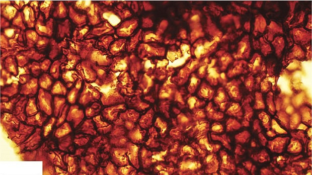 Nalezli v Číně nejstarší dosud objevené mnohobuněčné organismy?