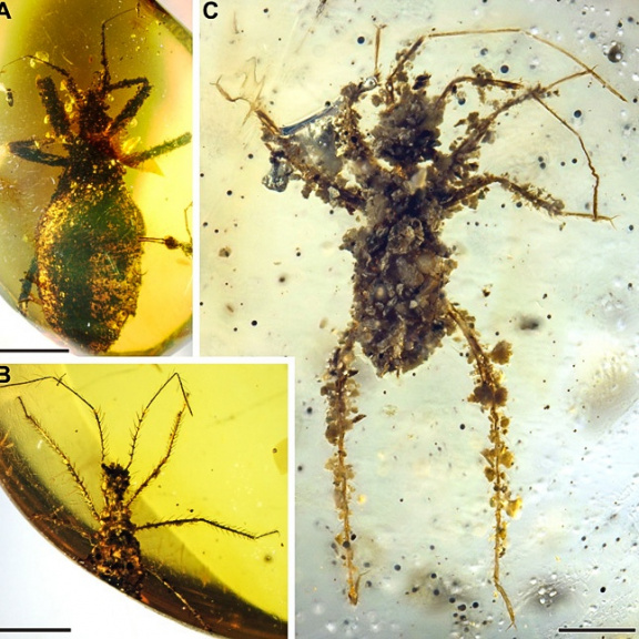 Tajemství v jantaru: Jak se maskoval hmyz v dobách dinosaurů?