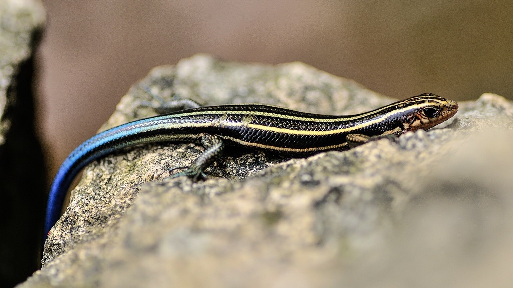 Jak ještěrka k pruhům přišla? Odpověď našli biologové s pomocí počítačové hry