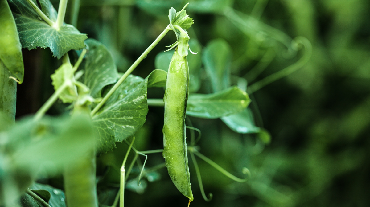 Rostliny dokážou riskovat. Překvapivě stejně jako živočichové