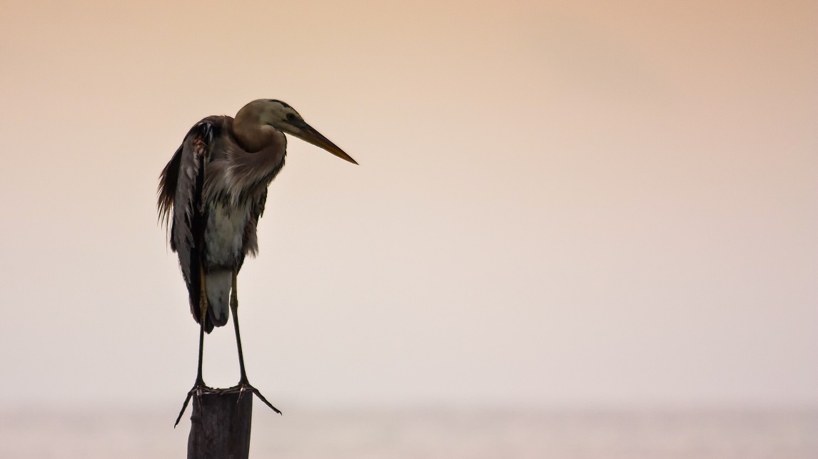 Letecké mistrovství: Mořští ptáci urazí stovky kilometrů bez odpočinku