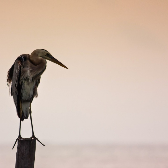Letecké mistrovství: Mořští ptáci urazí stovky kilometrů bez odpočinku