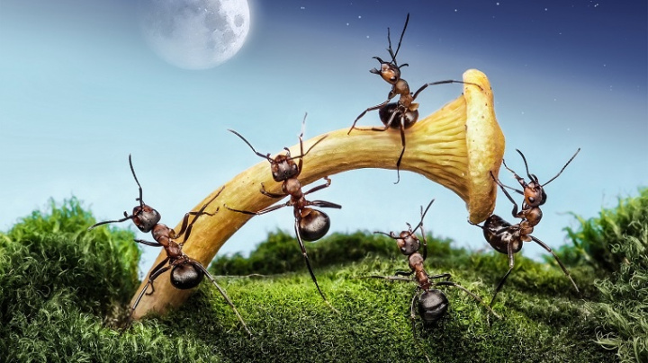 Mravenčí zemědělství předstihlo to lidské o 60 milionů let. Přesto jsou si netušeně podobné