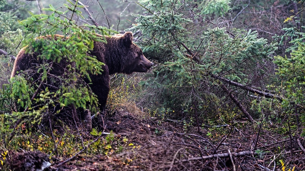 Medvědy tu nechceme! zní v Pyrenejích. Komu vadí huňaté šelmy?