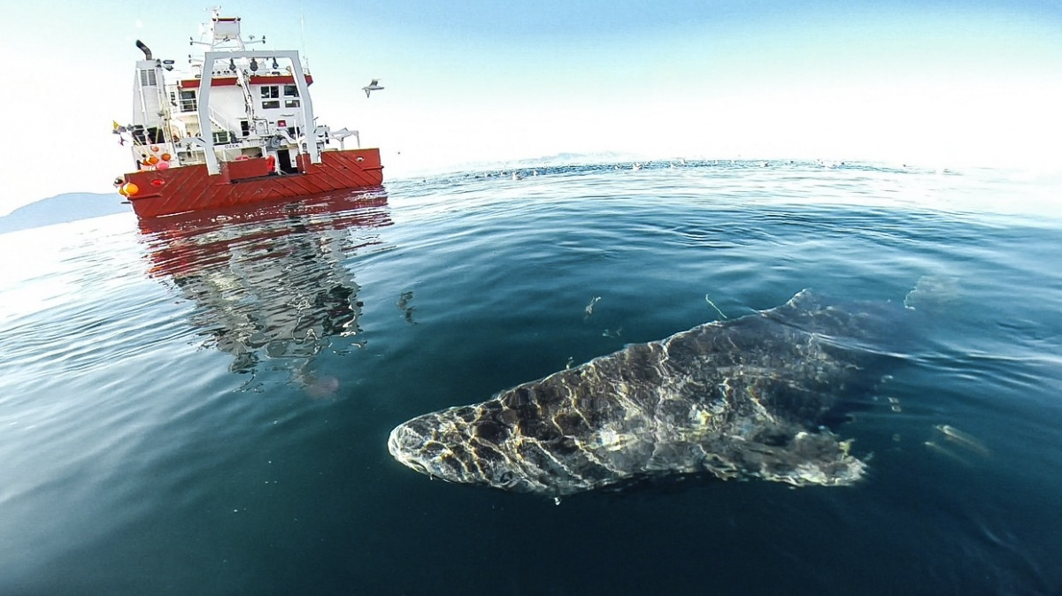 Vědci objevili nejstaršího obratlovce na Zemi. Dožívá se až 400 let