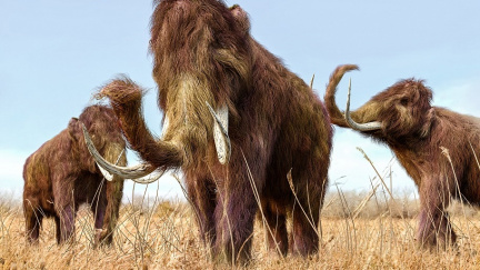 Kdy a jak vymřeli poslední mamuti? Odpověď vás možná překvapí