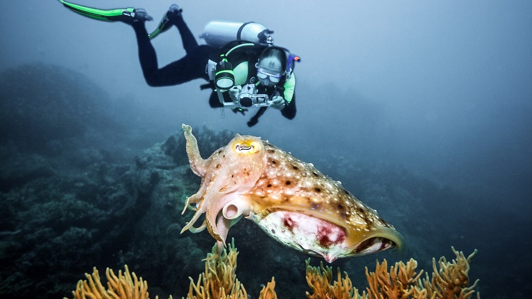 Netušená inteligence: Sépie dokáží počítat a pečlivě volí loveckou strategii