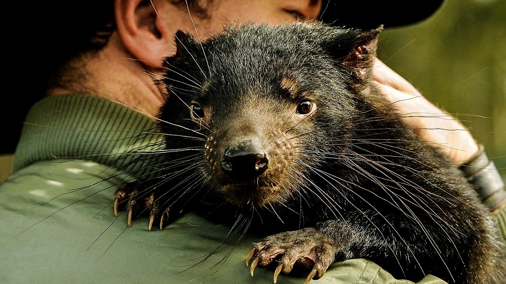 Tasmánské čerty likviduje přenosná rakovina. Jejich organismus se učí nemoci bránit