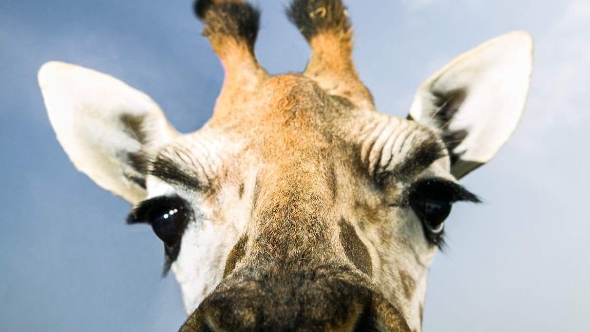 Zoologové přepisují učebnice: Na Zemi žijí nejméně čtyři druhy žiraf