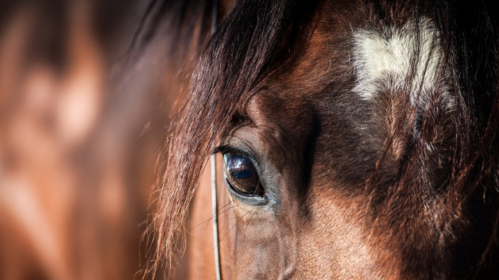 Koně dokážou komunikovat pomocí symbolů, zjistili vědci