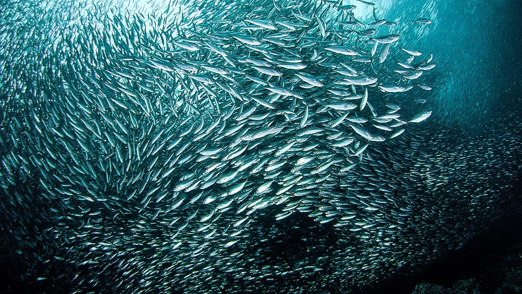 Země jako planeta lidí? Omyl, patří spíš rybám