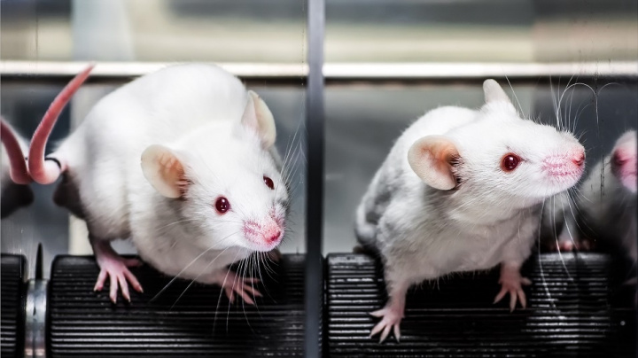 V myších útrobách je pěkně živo: Střevní prvok chrání před nebezpečnými infekcemi