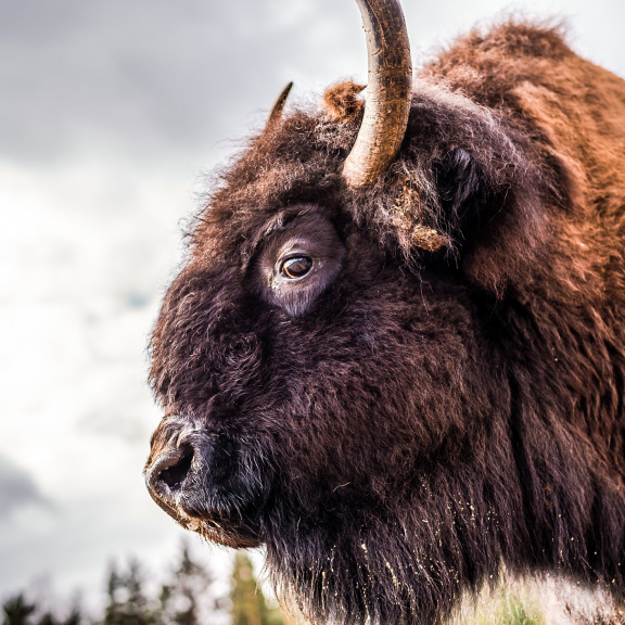 Lechtivý původ zubra: Záletní bizoni se pářili s pratuřími samicemi