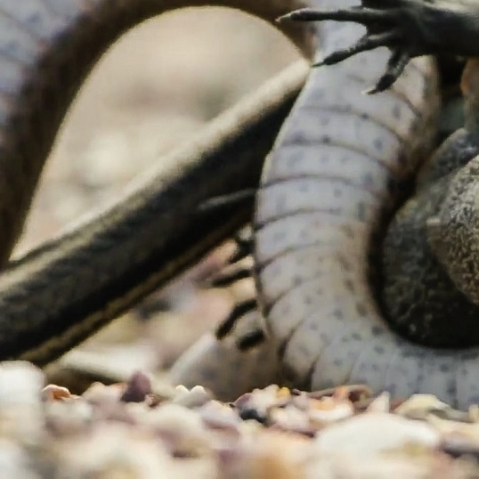 Nejstatečnější leguán na světě: Dokázal uniknout armádě hadů