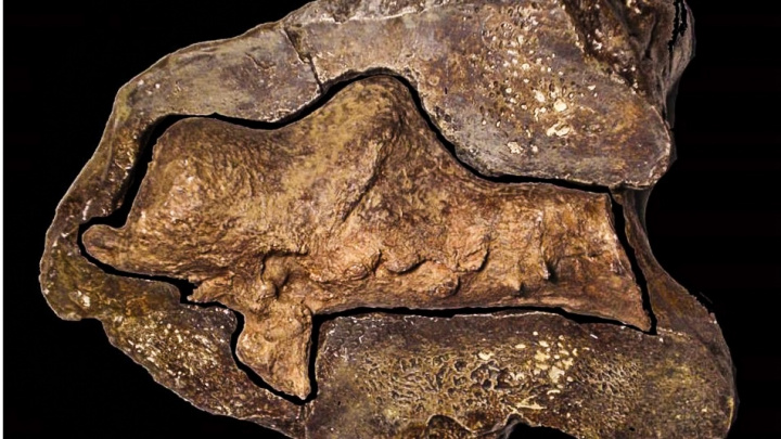 Unikátní objev paleontologů: Nalezli výborně zachovaný dinosauří mozek