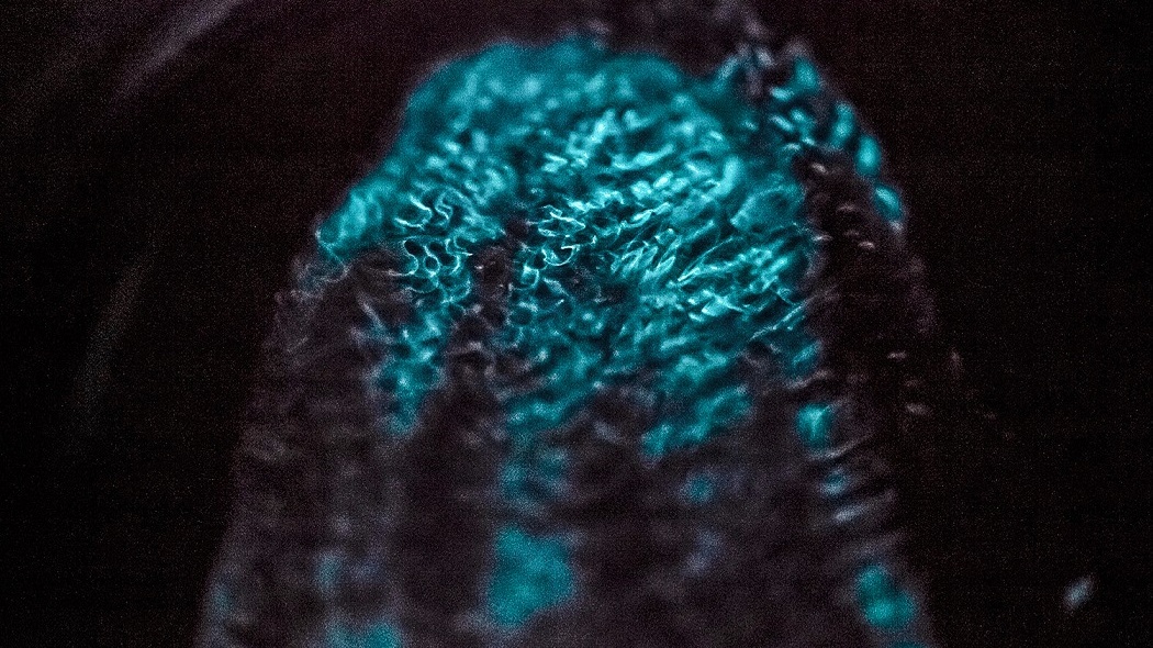 Světlo v hlubinách: Vědci odhalili tajemství polárních moří