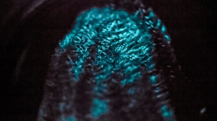 Světlo v hlubinách: Vědci odhalili tajemství polárních moří