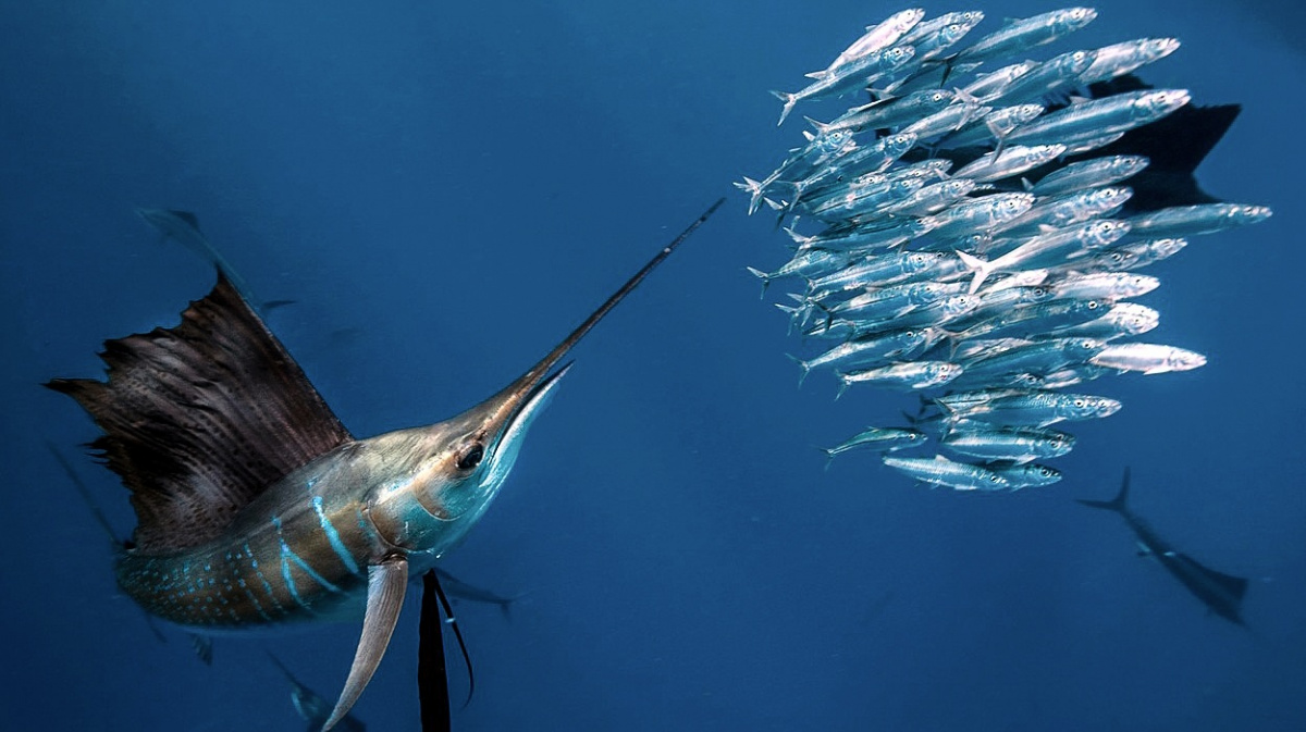 Jak se vyvinul skupinový lov? Biologům napovídají elegantní plachetníci