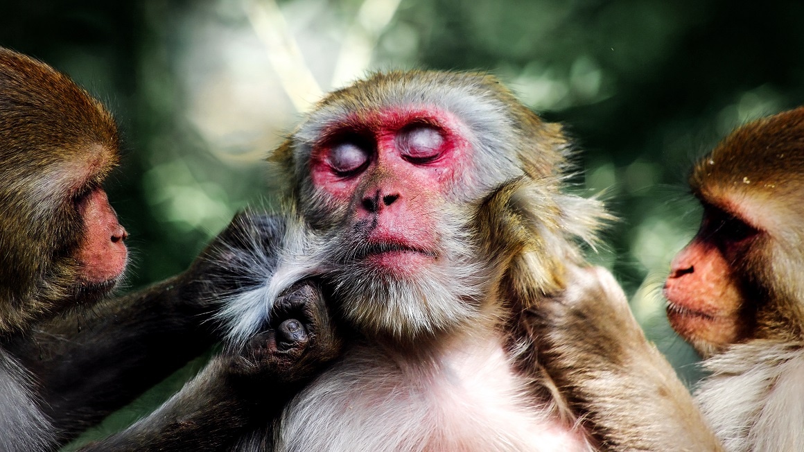 Zdraví a úspěšní? Na obranyschopnost má zřejmě velký vliv společenské postavení
