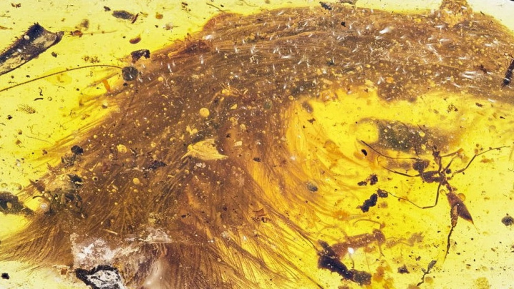Přelomový objev paleontologů: Dinosauří ocas zalitý v jantaru