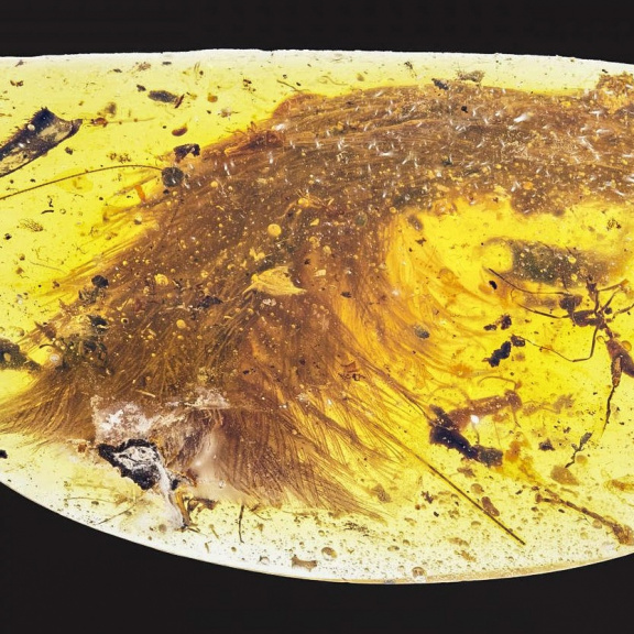 Přelomový objev paleontologů: Dinosauří ocas zalitý v jantaru