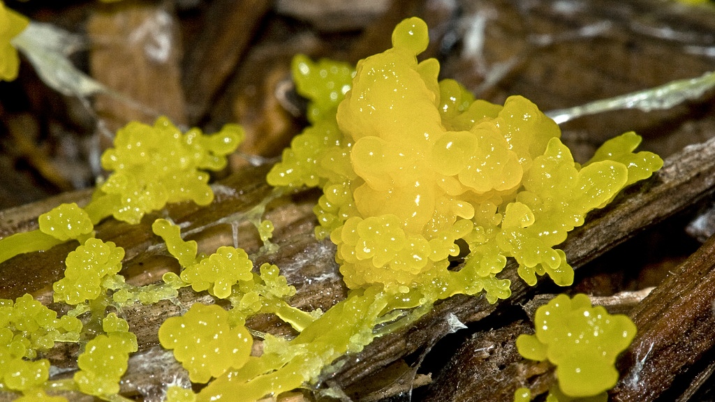 Přeceňovaný mozek. Předávat si zkušenosti umí organismy i bez něj