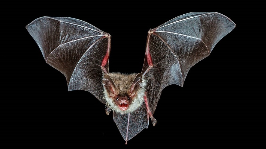 Netopýří hádanka: Kolikrát se vyvinul jejich sonar?