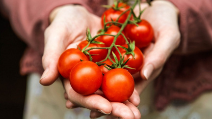 Vědci vyzkoumali, jak vrátit rajčatům jejich ztracenou chuť