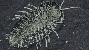 První vajíčka trilobitů! Američtí paleontologové představili důležitý objev