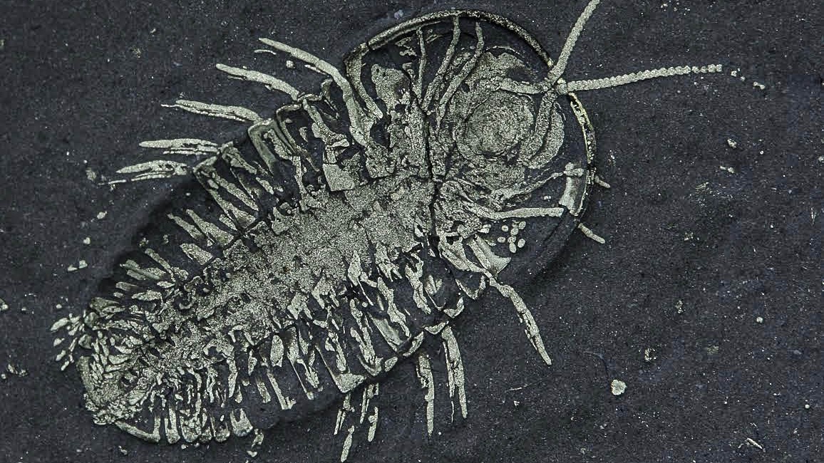 První vajíčka trilobitů! Američtí paleontologové představili důležitý objev