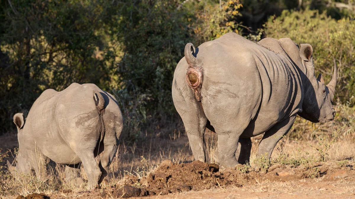 Hnojiště jako databáze: Na nejpodivnější způsob komunikace aspirují nosorožci