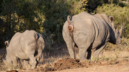 Hnojiště jako databáze: Na nejpodivnější způsob komunikace aspirují nosorožci