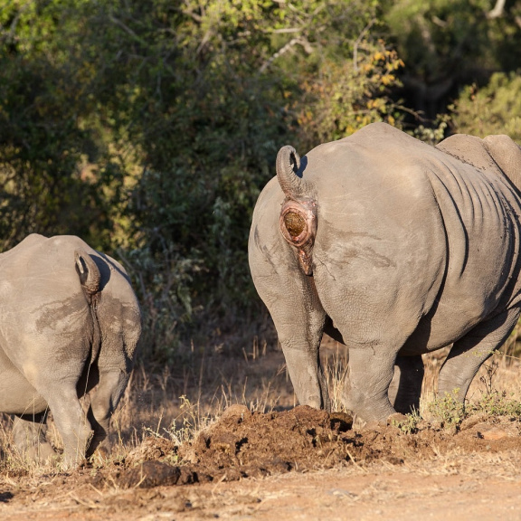 Hnojiště jako databáze: Na nejpodivnější způsob komunikace aspirují nosorožci